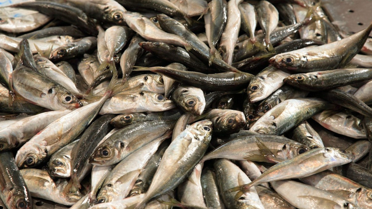 NISU ZA SVAKOG: Evo ko treba da zaobilazi sardine u ishrani