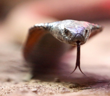 KAKAV HOROR: Pronađen mrtav pored sto zmija