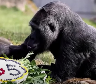 ZA GINISA: Najstarija gorila proslavila 65. rođendan