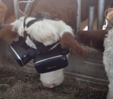 NEOBIČNA IDEJA: Farmer kravama stavlja VR naočare
