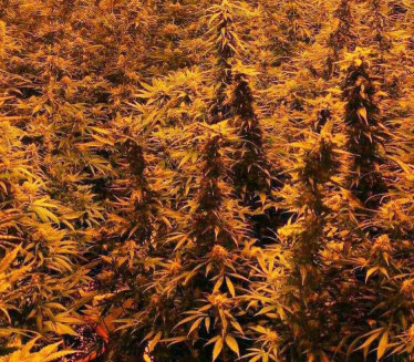 HAPŠENJE U NIŠU: Pronađena laboratorija za uzgoj marihuane