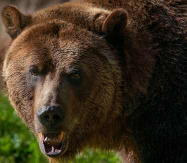 HOROR: Medved usmrtio trkača, pronađeno masakrirano telo