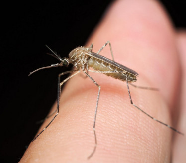 LAKO I DELOTVORNO: Kako da napravite sprej protiv komaraca?