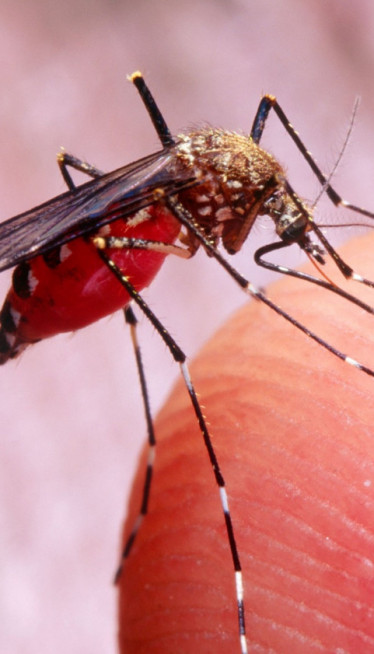 KLJUČNI FAKTORI: Zašto komarci biraju vas, a druge zaobilaze?
