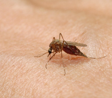 OVO JE RAZLOG: Zbog ovoga ima dosta manje komaraca u Beogradu