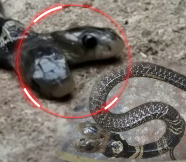 PREDSKAZUJE KATASTROFU Pojavila se vučja zmija - ima 2 glave