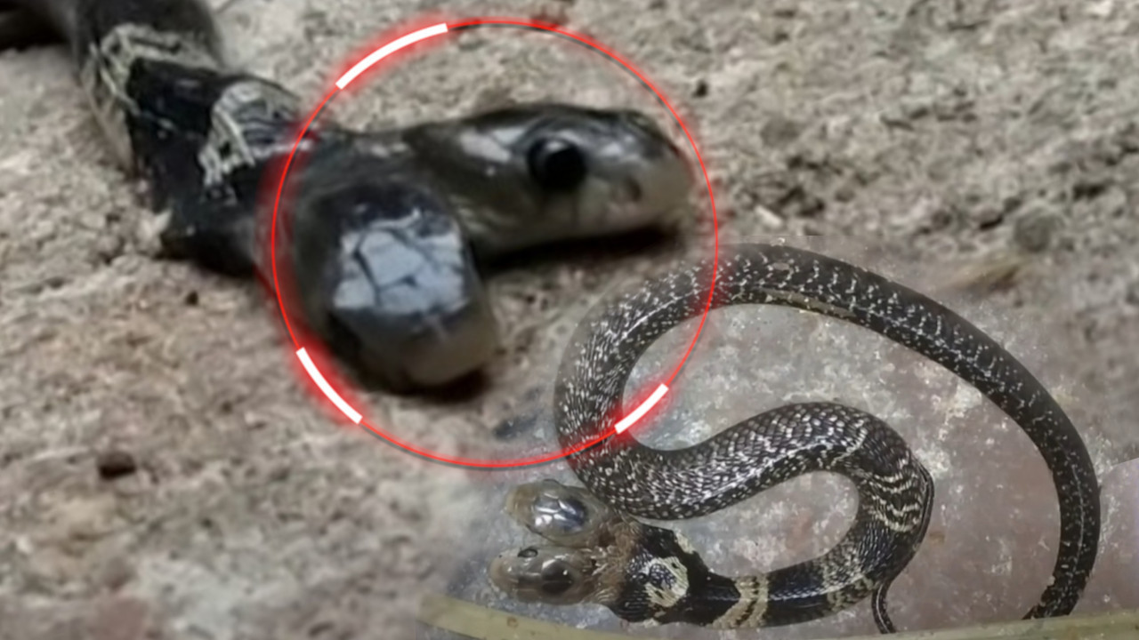 ПРЕДСКАЗУЈЕ КАТАСТРОФУ Појавила се вучја змија - има 2 главе