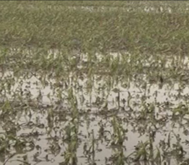 STRADALI ATARI: Olujno vreme nanelo štetu poljoprivrednicima