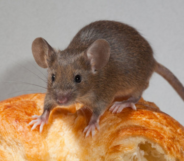 ČESTO IH ZANEMARUJEMO: Ovo su znaci da u domu imamo miševe