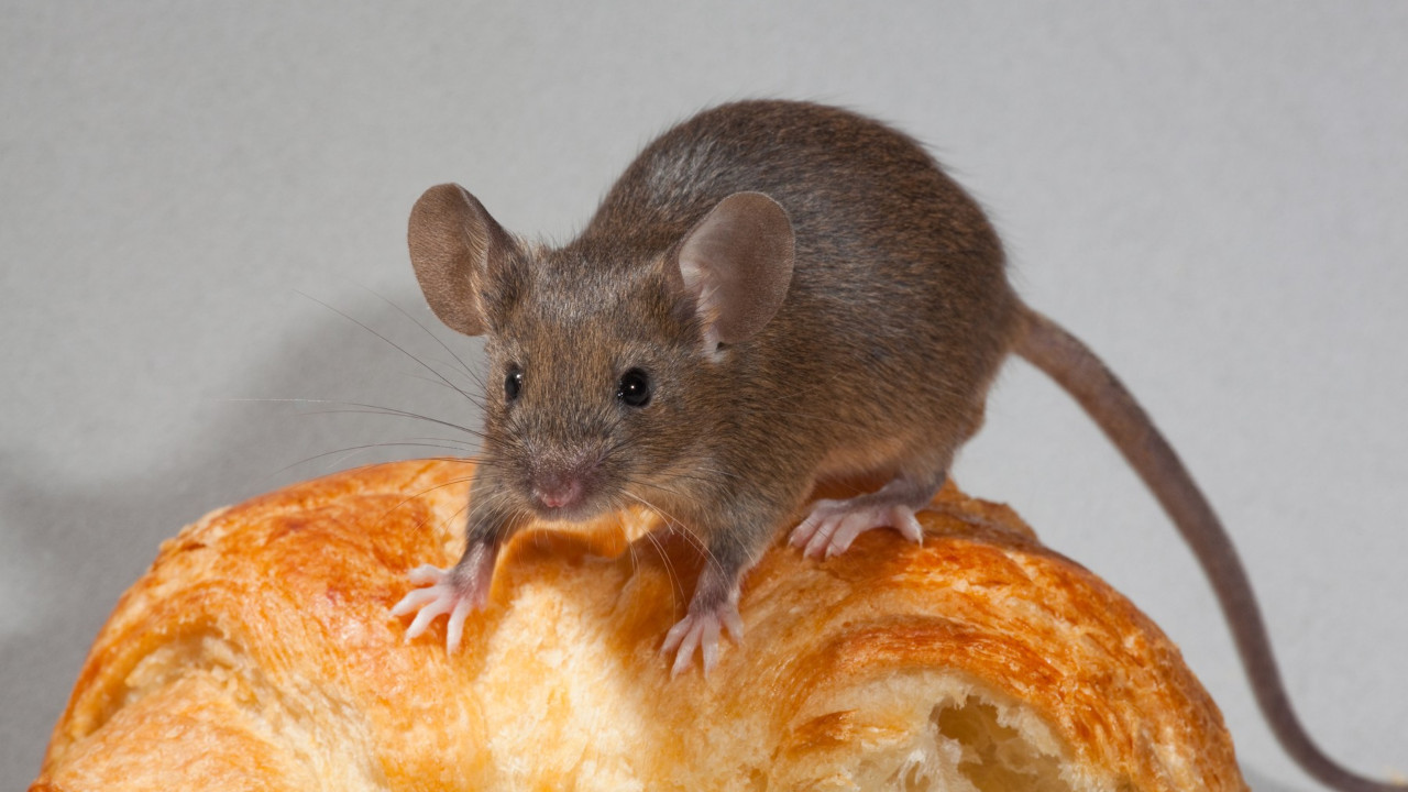 ČESTO IH ZANEMARUJEMO: Ovo su znaci da u domu imamo miševe