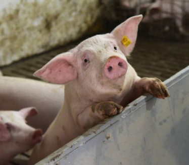 UPITAN KVALITET: Srbija uvozi svinje hranjene GMO sojom