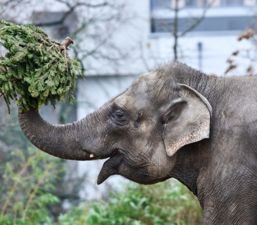 БИЗАРНО: Слон у Индији убио жену па се вратио да прегази леш