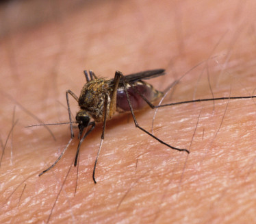 OPREZ: Groznica koju prenose komarci hara svetom