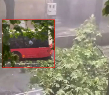 DRVO PALO NA BUS: Oluja zaustavila saobraćaj u Beogradu