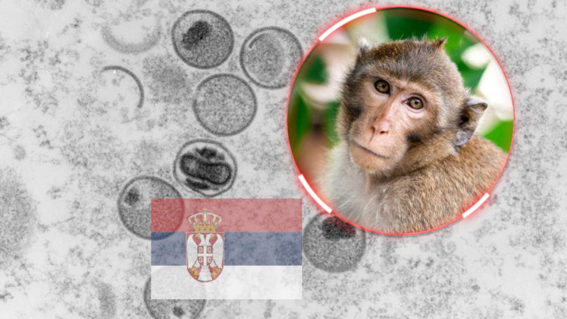 САОПШТЕЊЕ БАТУТА: 23 случаја мајмунских богиња у Србији