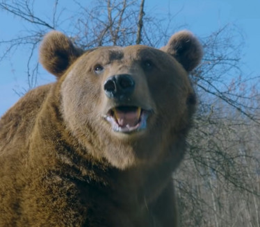DRUGI PUT: Medved opet pobegao iz zoološkog vrta