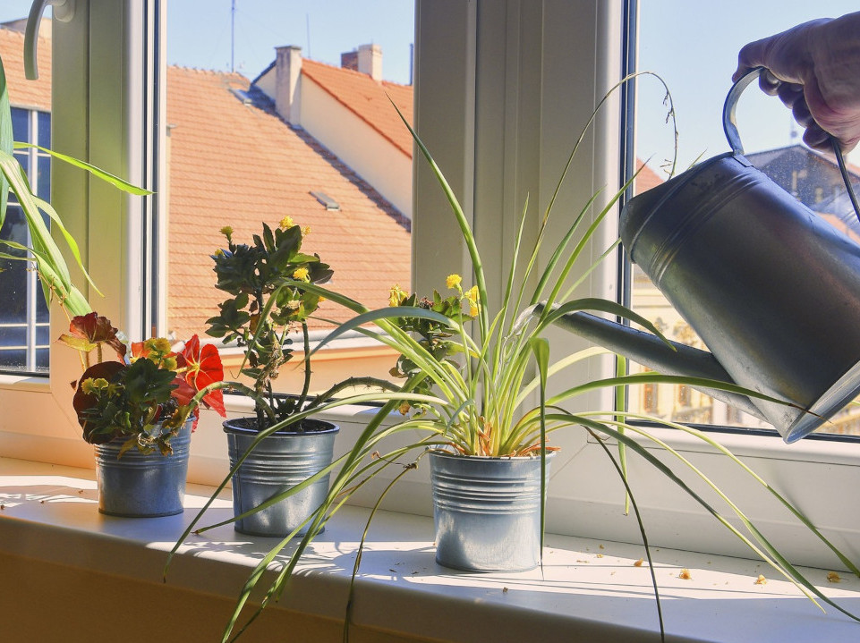 DONOSE RAZDOR I NESREĆU: Ove 2 biljke ne treba držati u kući
