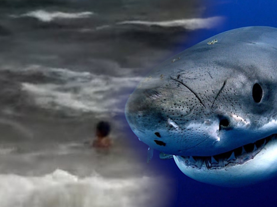 ХОРОР НА ЛЕТОВАЛИШТУ: Дечака (8) напало неколико ајкула