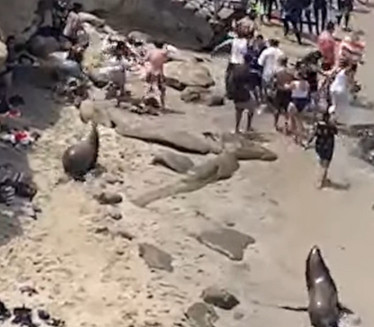 HAOS NA PLAŽI: Morski lavovi oterali kupače (VIDEO)