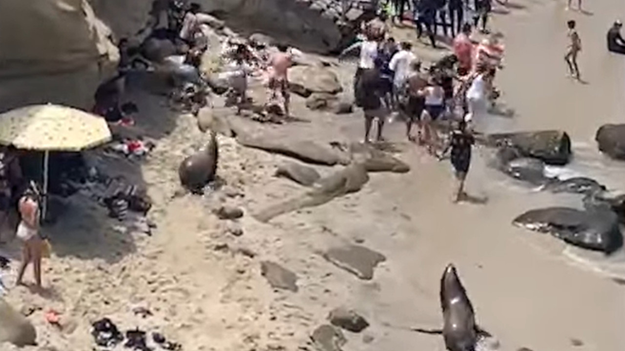 HAOS NA PLAŽI: Morski lavovi oterali kupače (VIDEO)