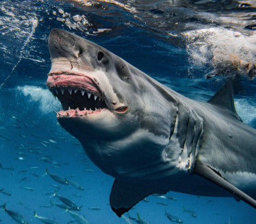 УЖАС НА ПОПУЛАРНОЈ ПЛАЖИ: Туристкињу убила ајкула
