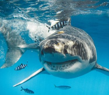 НЕ ЖЕЛЕ ДА ЈЕДУ ЉУДСКО МЕСО: Како ајкуле нападају?