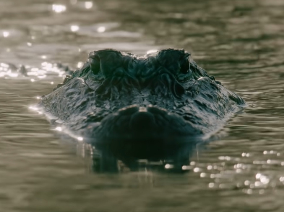 MAJKA NAĐENA MRTVA Telo dečaka zatekli u čeljustima aligatora