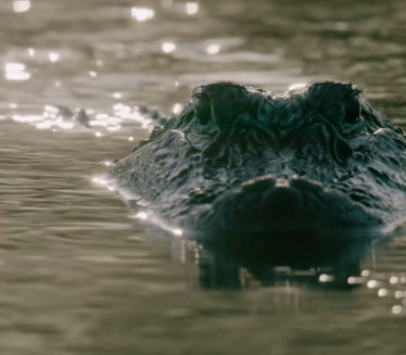 MAJKA NAĐENA MRTVA Telo dečaka zatekli u čeljustima aligatora