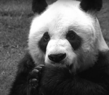 ТУГА: Еутаназирана најстарија панда на свету