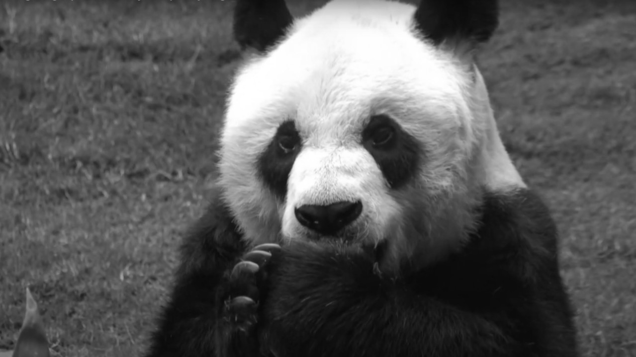 ТУГА: Еутаназирана најстарија панда на свету