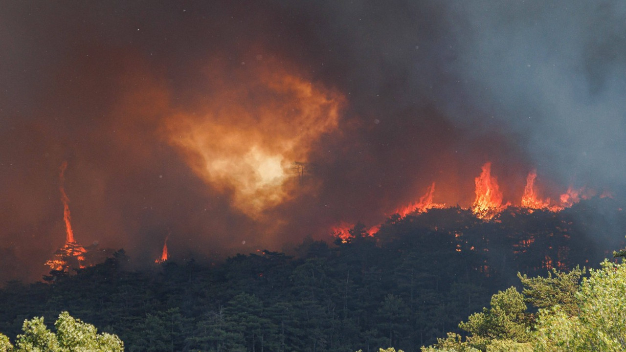U NEDOSTATKU KANADERA Crnoj Gori izgori 100 km² šume godišnje