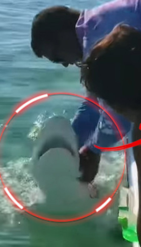 (UZNEMIRUJUĆI VIDEO) Ajkula zagrizla ribarevu šaku