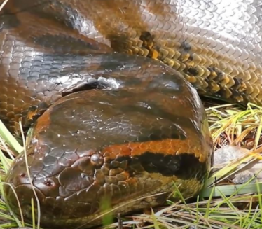 Otkrivena najveća zmija koja je ikada živela na Zemlji