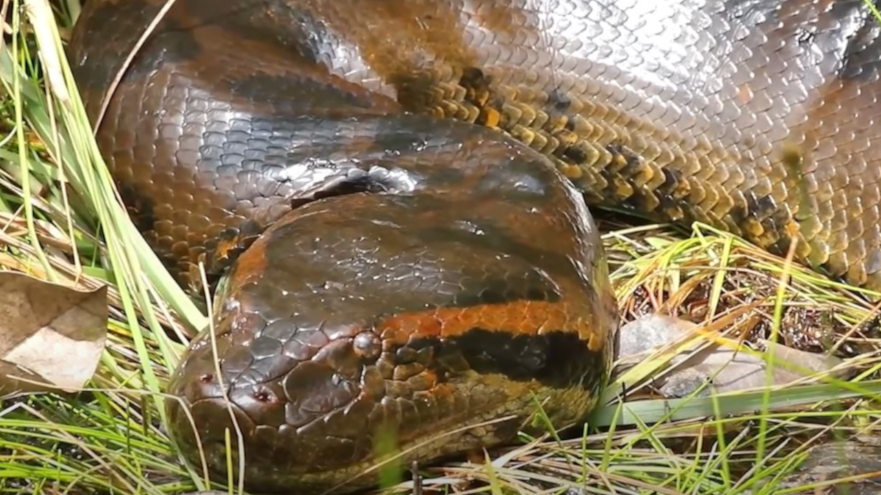 Откривена највећа змија која је икада живела на Земљи