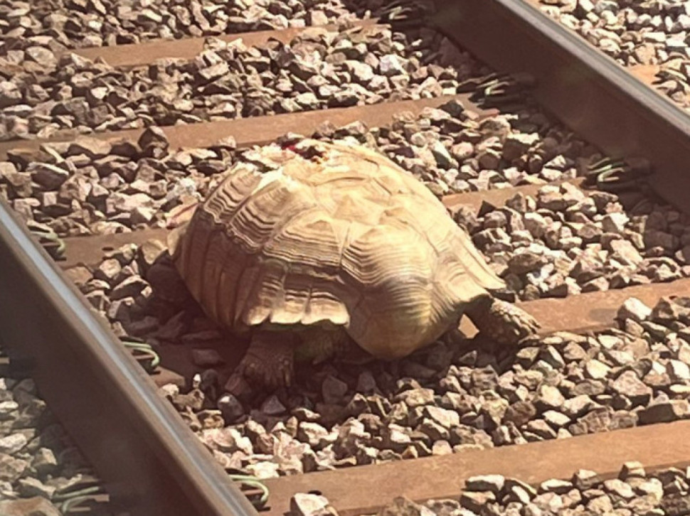 ŽIVOTINJA NAPRAVILA KOLAPS: Zbog kornjače zaustavljeni vozovi