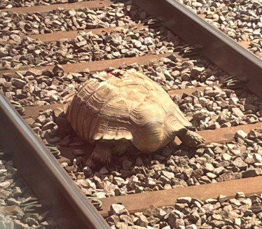 ŽIVOTINJA NAPRAVILA KOLAPS: Zbog kornjače zaustavljeni vozovi