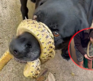 СНИМАК ЗА НЕВЕРИЦУ: Змија се обмотала псу око њушке