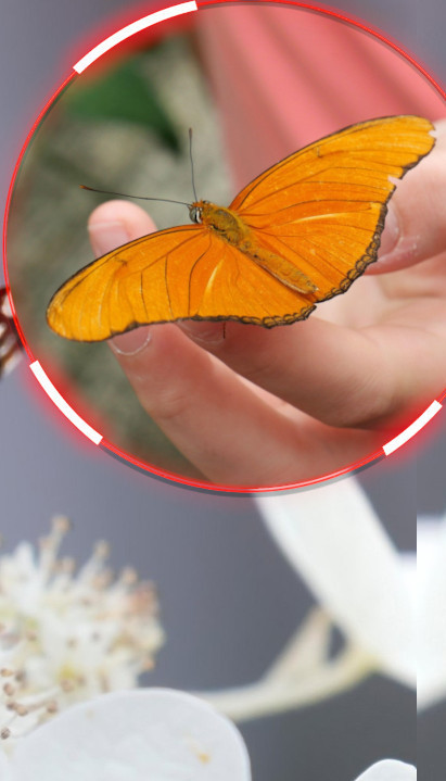 IMA JAKU SIMBOLIKU: Šta znači kada leptir sleti na vas?