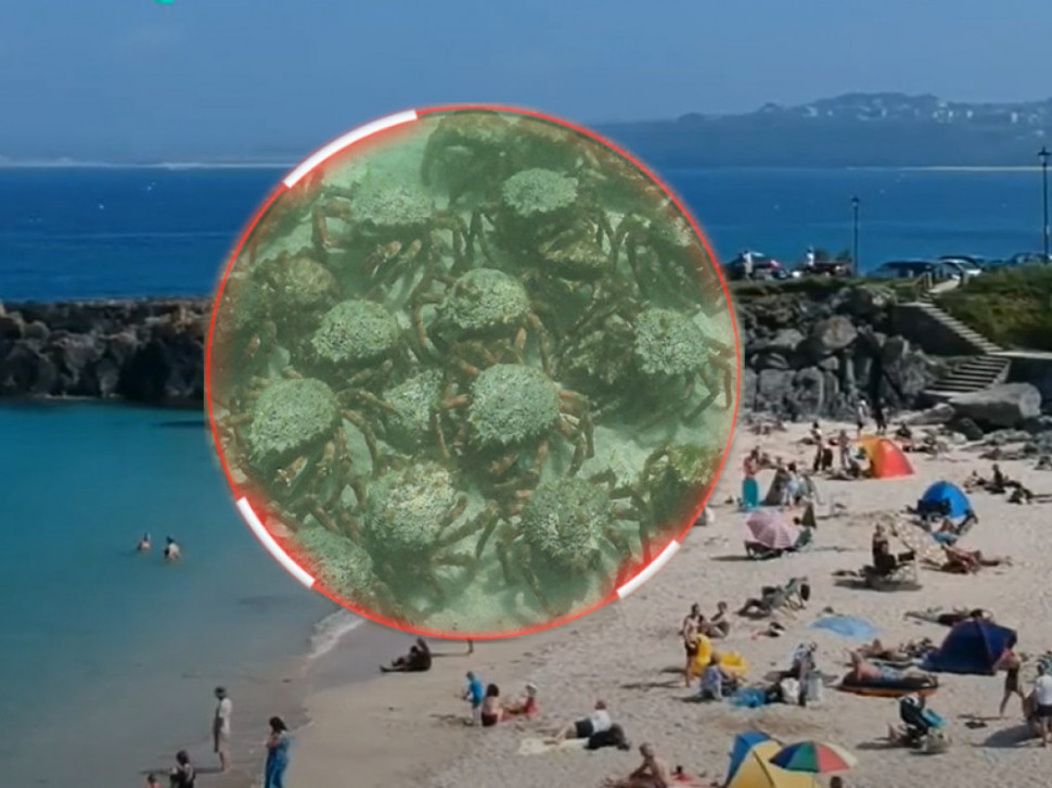 НАЈЕЗДА: Хиљаде ракова у плићаку - растерали купаче са плаже
