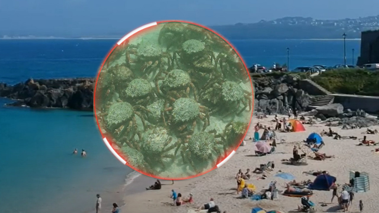НАЈЕЗДА: Хиљаде ракова у плићаку - растерали купаче са плаже