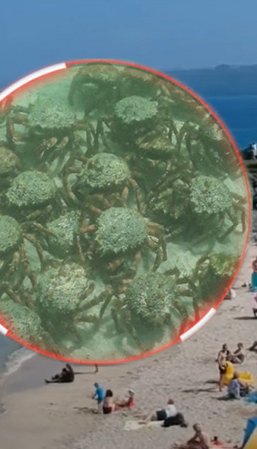 NAJEZDA: Hiljade rakova u plićaku - rasterali kupače sa plaže