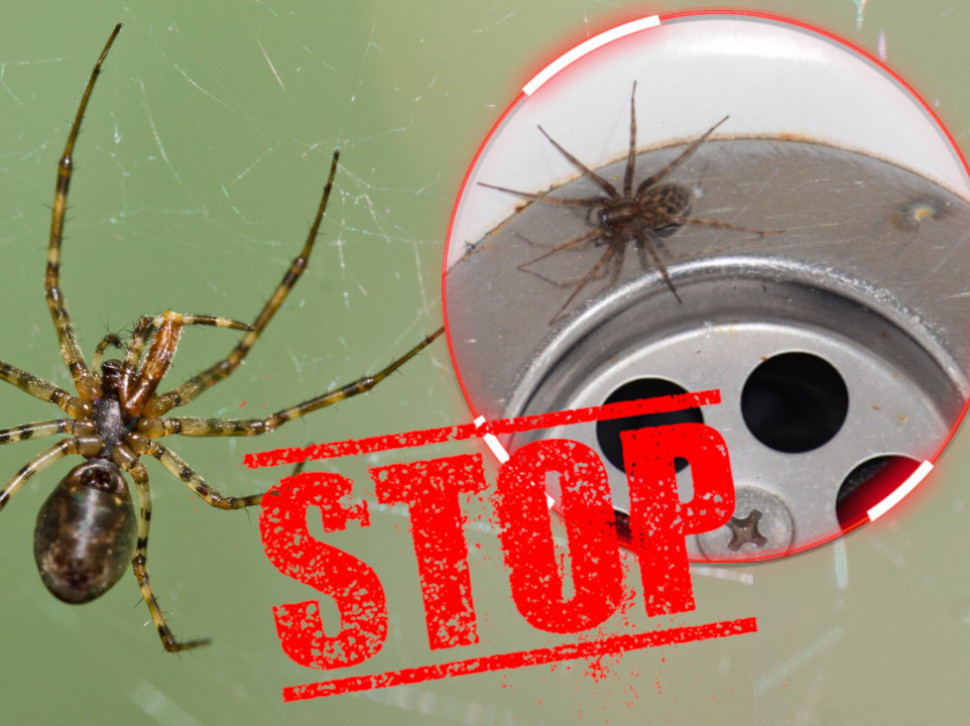 OPREZ: Evo zašto ne treba ubijati pauka ako ga vidite u kući
