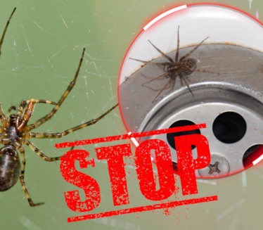 JEDNO MESTO IH POSEBNO PRIVLAČI: Zbog ovoga vam dolaze pauci