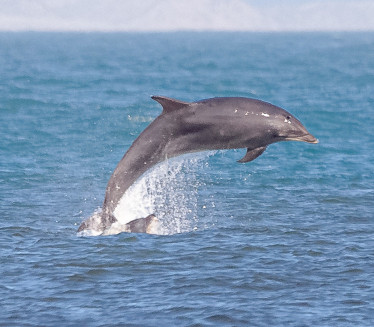 ТУЖАН ПРИЗОР: Насукано преко 50 делфина на обалама Шкотске