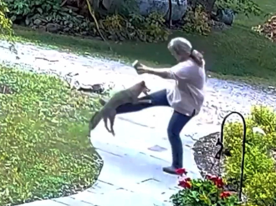 NEVEROVATAN SNIMAK: Ženu napala lisica u dvorištu