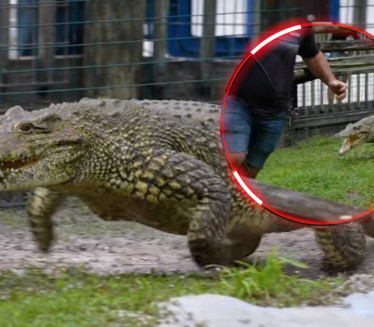 ЛЕДИ КРВ У ЖИЛАМА: Огромни крокодил појурио човека (ВИДЕО)