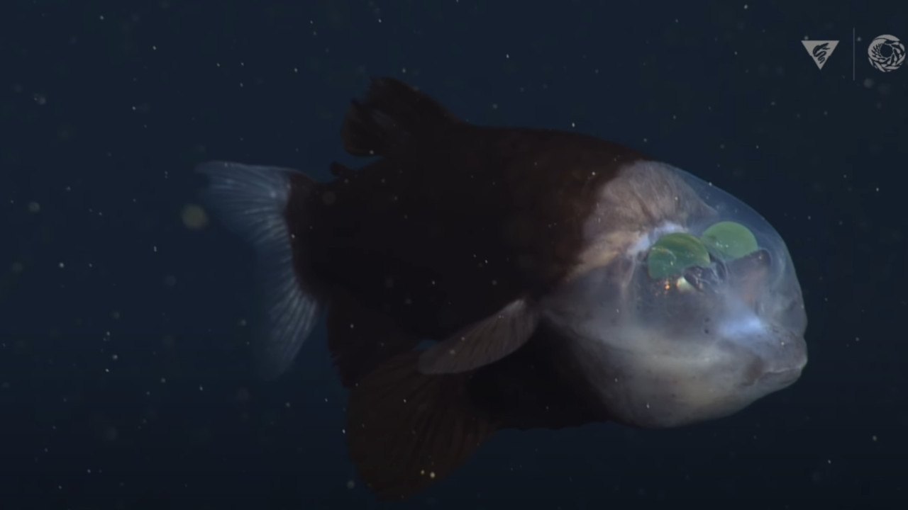 OTKRIVENA U DUBINI: Neverovatna riba sa providnom glavom