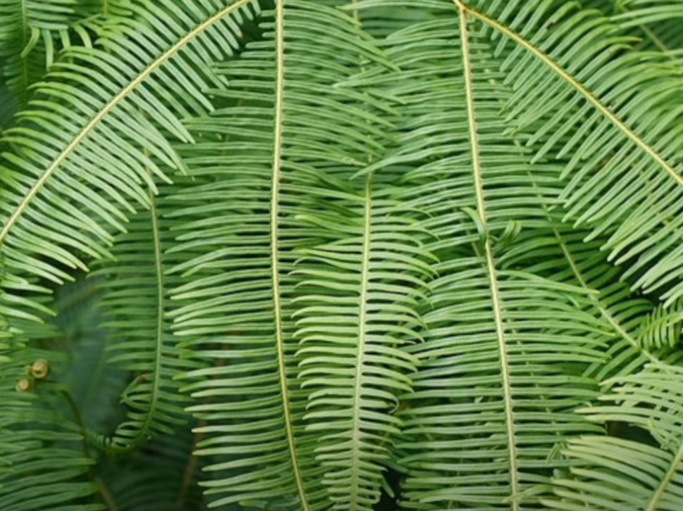 ZANIMLJIVE ČINJENICE: Paprat, jedna od najstarijih biljaka