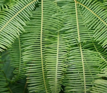 ZANIMLJIVE ČINJENICE: Paprat, jedna od najstarijih biljaka