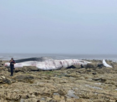 На француском острву насукао се кит дуг 20-ак метара